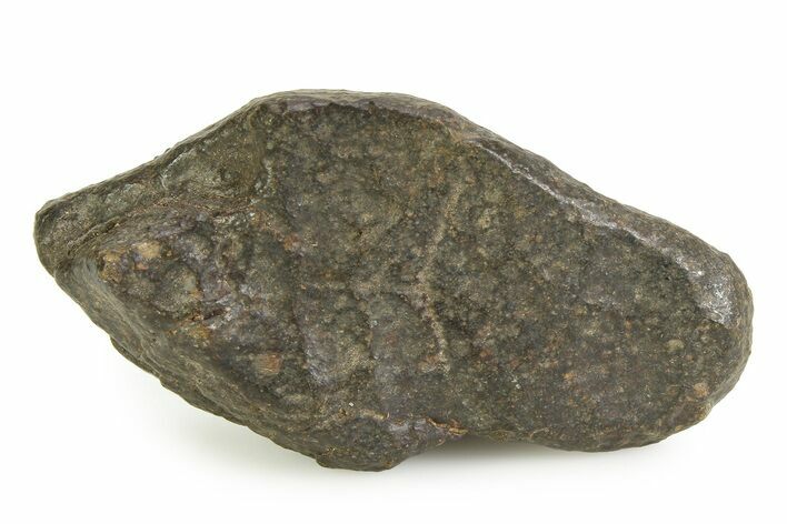 OC Melt Breccia Chondrite Meteorite ( g) - NWA #351001